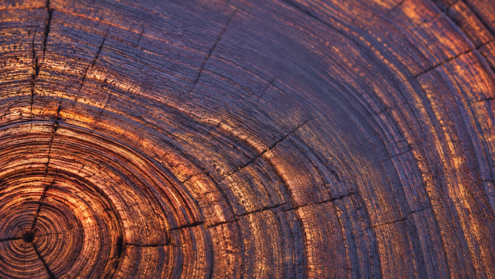 Cross-section of tree growth rings